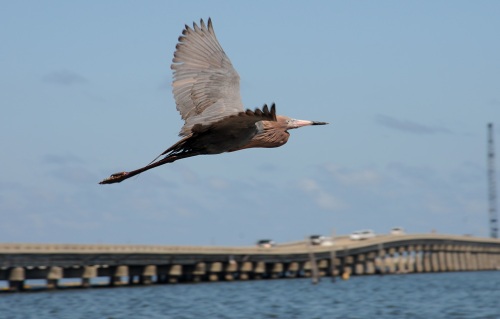 Bird flying, oil on tail feathers, Gulf of Mexico