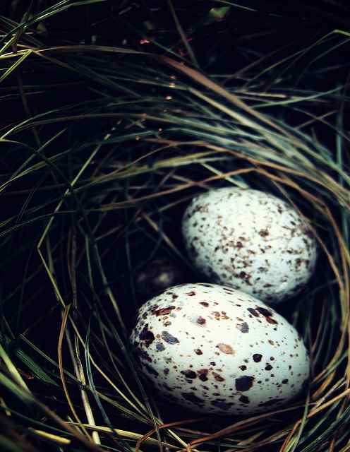 Speckled eggs in nest, by Margo Connor
